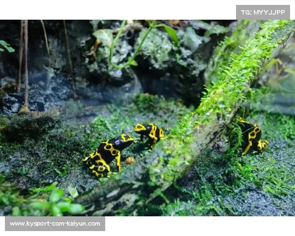 新加坡发布世锦赛奖牌设计 海洋元素彰显岛国独特魅力 新加坡发布世锦赛奖牌设计 海洋元素彰显岛国独特魅力